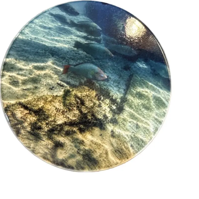 Parrotfish coaster, 3.5 inch round, Ceramic, Original photography