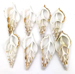 8PC Large White Tibia Center Cut Shells for Crafts Windchimes Shellcraft Home Decor Apprx 4" Inch