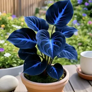 700 pcs Unique Hosta Seeds – Starry Blue Night Foliage Plant, Ideal for Shady Borders & Long-Lasting Garden Beauty