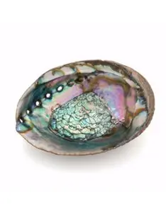 🐚 Abalone Shell