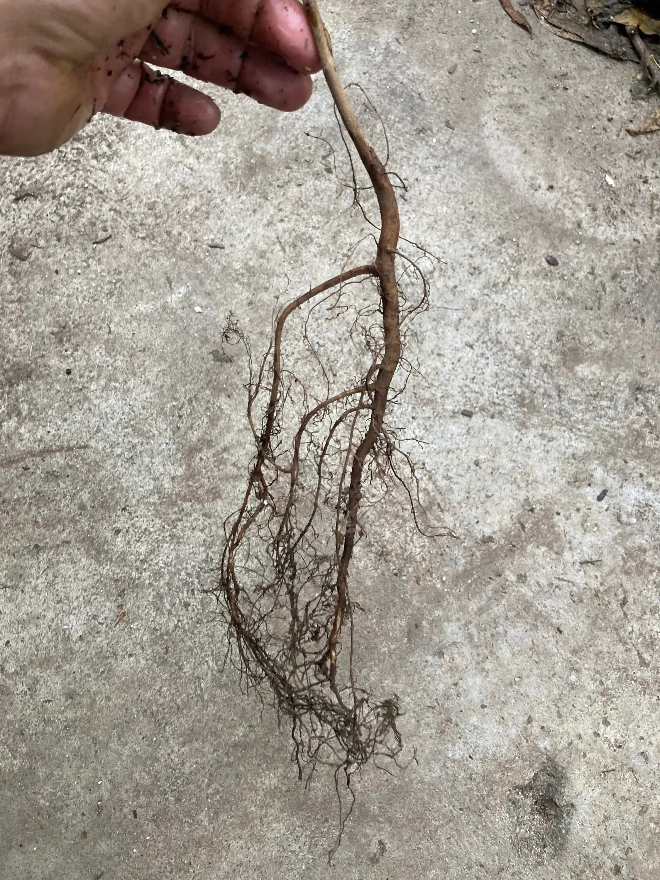 Bare Root Baldcypress Tree Seedling Live Starter Plant 2-3 Feet Tall