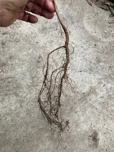 Bare Root Baldcypress Tree Seedling Live Starter Plant 2-3 Feet Tall