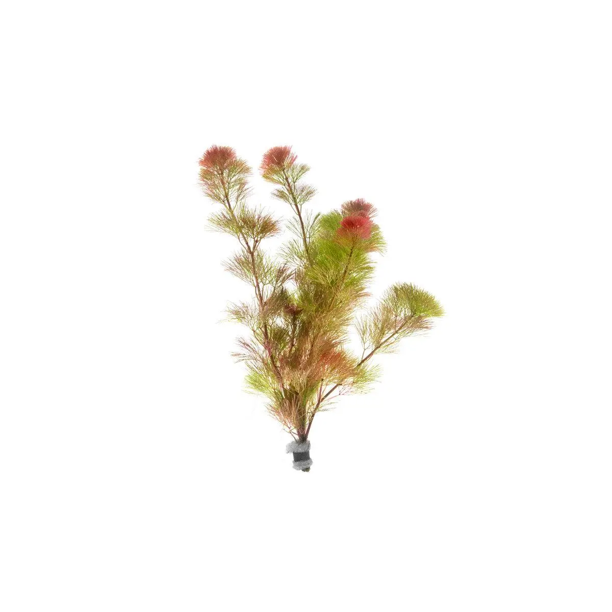 Cabomba Piauhyensis Red