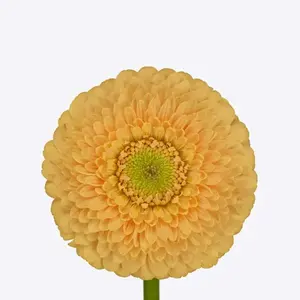 Mini Gerber Pomponi Peachy - 60 Stem Bunch