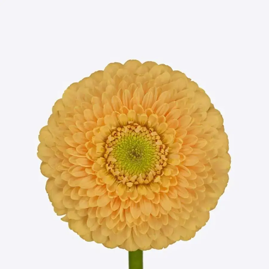Mini Gerber Pomponi Peachy - 60 Stem Bunch