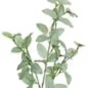 MINI FITTONIA SPRAY, 25", GREEN/CREAM