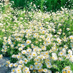 50g Hardy Wildflowers (Bulk Pack) Mixed Seeds, Suitable for Beginners, Non-GMO, Untreated and Heirloom Seeds for Home Gardening, Attracts Bees, Birds, Butterflies, Insects, Hummingbirds