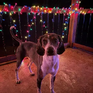 Jingle Pups. Dog Photo Prints