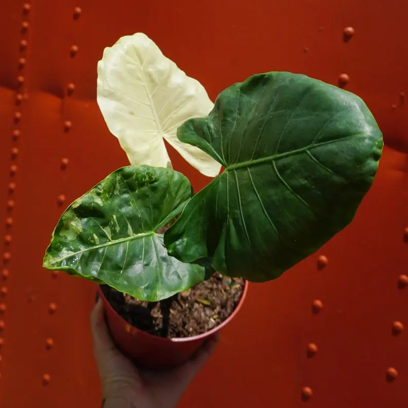 Variegated Alocasia Albo Macrorrhiza in 6" Pot | RARE Elephant Ear Plant |  Indoor & Outdoor Live Tropical House plant | Rooted Easy Care - TikTok Shop