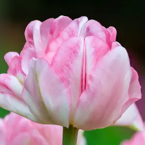 perennial plant -10 pink foxtrot tulip bulbs for planting - easy to grow