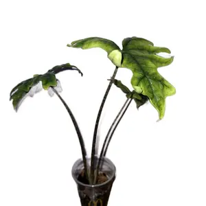 Alocasia Jacklyn mature plant. (Using a McDonalds cup because it’s useful.)