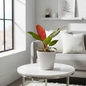 Philodendron 'Sun Red'