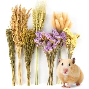 Nature Flower  Hamster Bedding Cage Enclosure Habitat Decor Mate Small   Ear of Grain Sprays for Syrian  Hamsters Gerbils  Other Pets