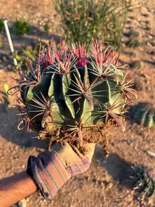 Devil's Tongue Barrel Cactus - Ferocactus latispinus