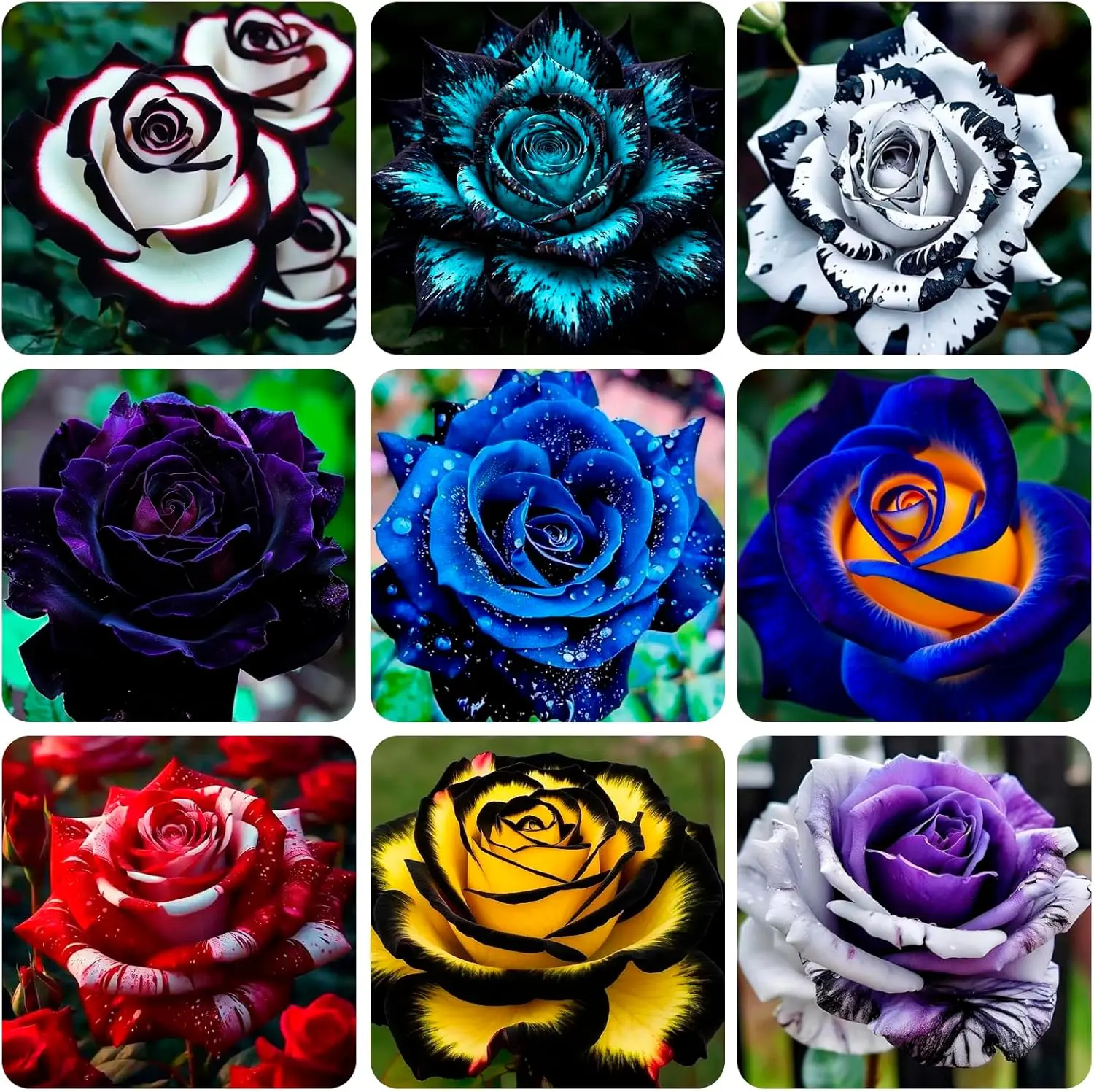 300+ Seed Rare Rose Seeds for Planting Outdoor-Perennial Flowers Seed Create Colorful Rose Garden Home Pollinator Friendly