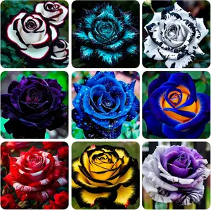 300+ Seed Rare Rose Seeds for Planting Outdoor-Perennial Flowers Seed Create Colorful Rose Garden Home Pollinator Friendly
