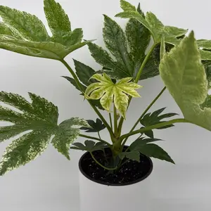 Xl Variegated Fatsia Spider Web 6" Live Tropical House Plant Unique Spider Web Leaves for Indoor Home