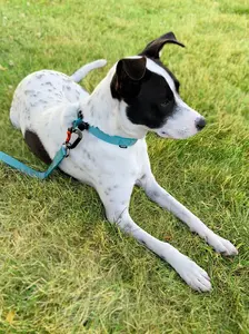 Sleepypod Locking Martingale Collar