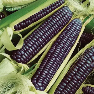 Hopi Blue Corn Seeds | 25 Seeds