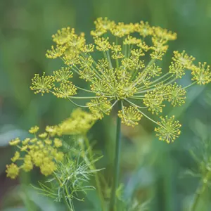 Heirloom Mammoth Long Island Dill Seeds - Organic and Regenerative Gardening Seeds