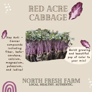 Red Acre Cabbage Microgreens Seeds