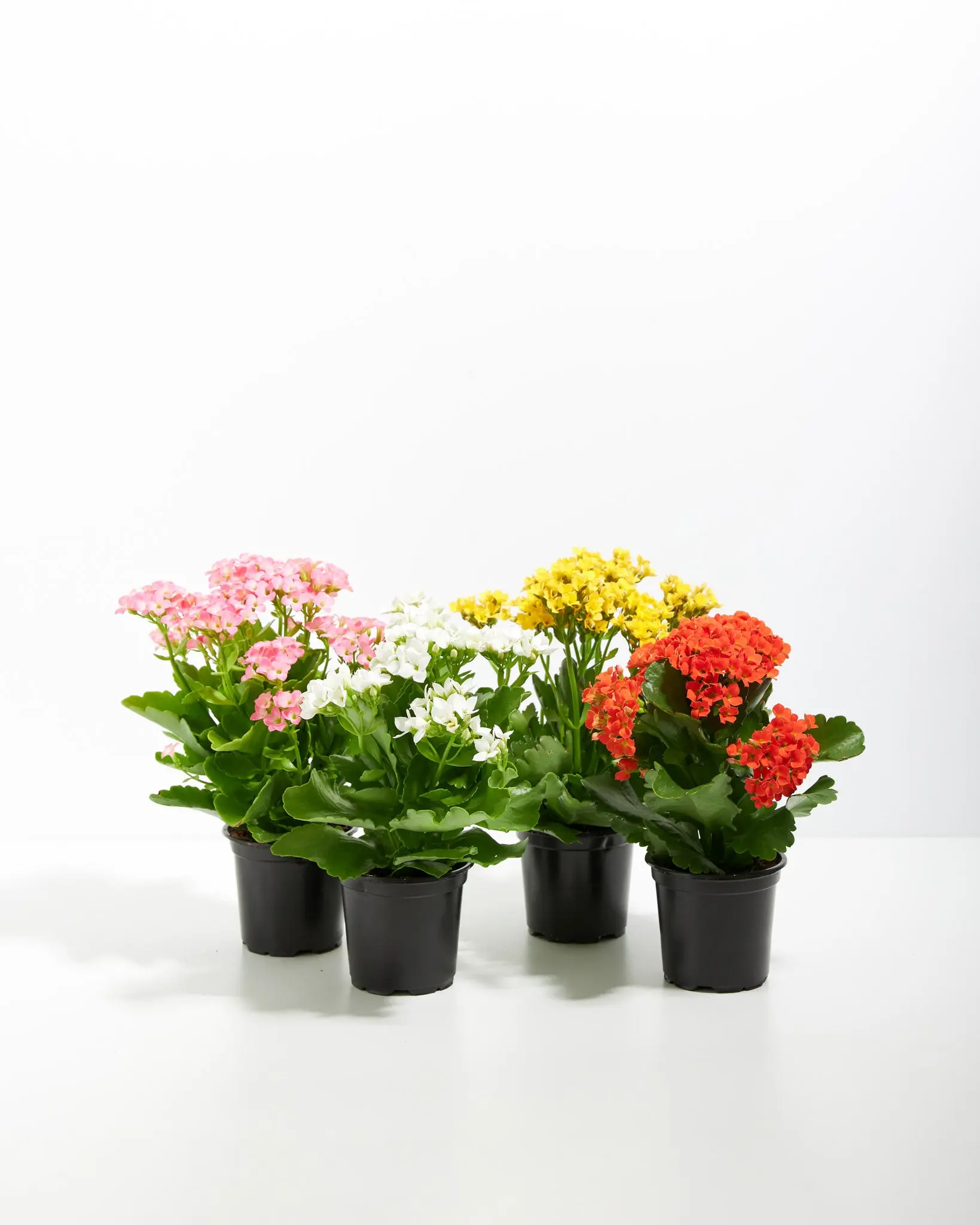 Rainbow Kalanchoe Succulent Clusters - Easy-Care Houseplants for Indoor Home Decor, Floral Decor, Patio Use, Flowers