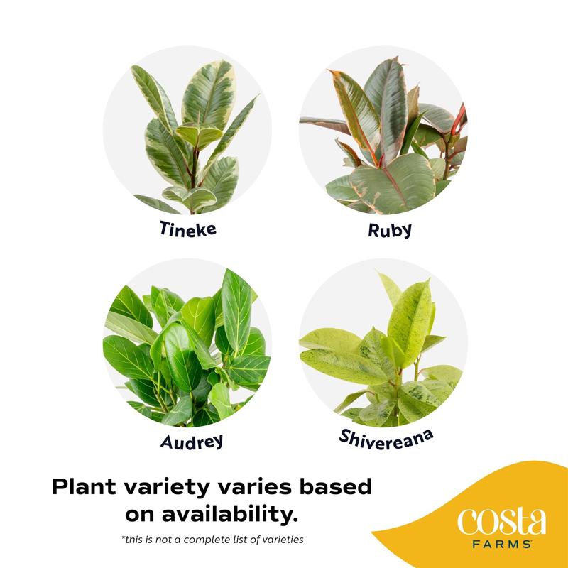 Grower's Choice Variegated Ficus | medium