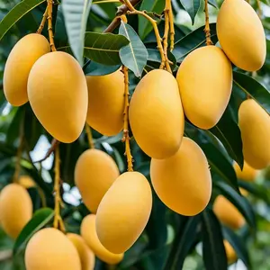 Tropical Mango Tree Starter  Easy Grow Indoor Outdoor Fruit Plant Sweet Variety Home Garden Must Have