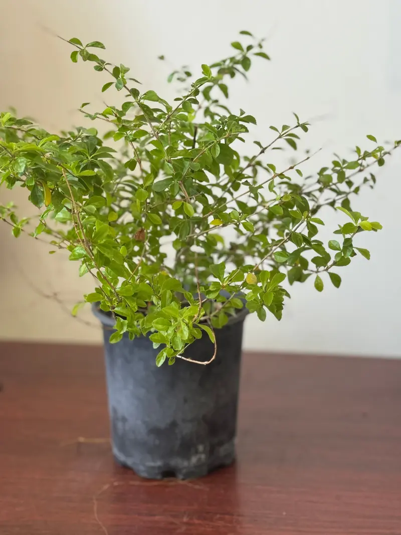 Herb Seeds PLANTA ABRE CAMINOS CON RAIZ Eupatorium villosum SW  Aromatichesky Arbust Silvestre for Baos Purificadores - TikTok Shop
