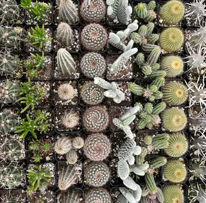 6 Pack - Assorted 2" Live Cactus Bundle Hand Selected Assortment with Native West Soil Blend for Plant Enthusiasts