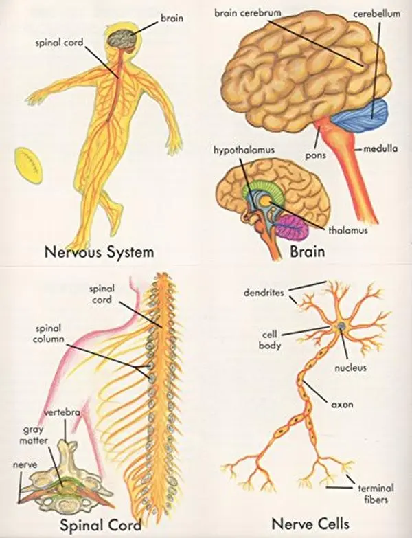 Used 1 Book - Human Body Science Flashcards for Studying, Learning Flash Cards for School, Good Condition English Educational Resource