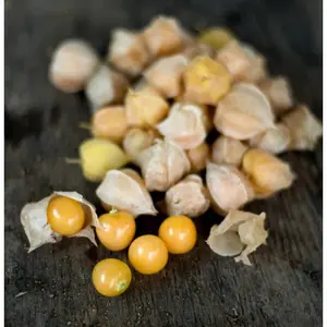 Aunt Molly's Ground Cherry Seeds Organic (Physalis pruinosa) – Sweet, citrusy fruits in papery husks; excellent for jams or snacking.