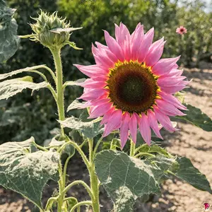 50 RARE Pink Sunflower Seeds Organic Non-GMO for Aesthetic Gardens & DIY Bouquets Easy to Grow Fast Shipping Bonus Seeds Included