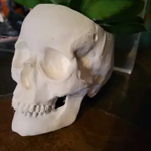 3D Printed Skull Planter for Stylish Home Decor by SkullPlanter.com