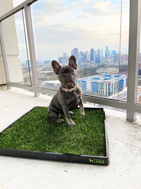 DoggieLawn Real Grass Potty Pad, Odor Neutralizing, Sustainable and Affordable - Pet Supplies