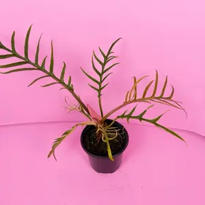 Philodendron Tortum 4” | Narrow Leaf Philodendron | Live Plant