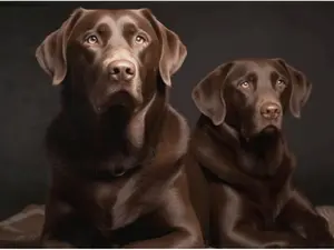 Brown Labrador Retriever Doormat, Dog Doormats Front Door Mat Indoor Rugs for Entryway Non-Slip Washable Doormat Outdoor Entrance Mat