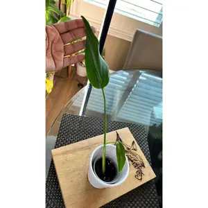 Monstera Burle Marx Flame - #3