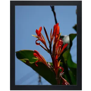 11x14 Picture Frame Made of Solid Wood – Displays Pictures 11x14 Without Mat - Engineered Wood with Safety high transparent PC sheet Non Glass For Display Certificate/Photo/Picture for Wall Mounting Wooden Frames- W51114G BLACK Decor Buckle