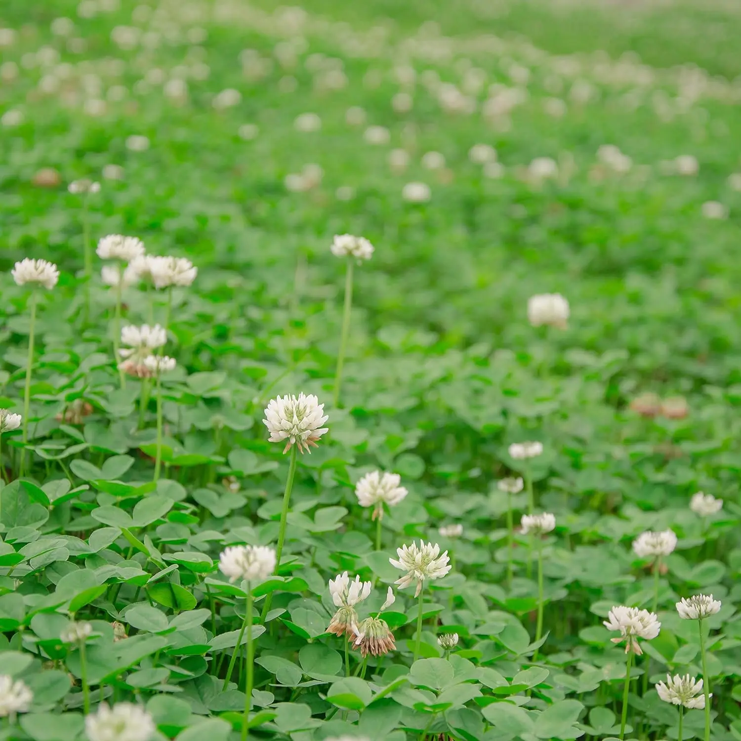 Perennial White Dutch Clover Seed - 1/4 lbs. Nitrocoated, Inoculated Clover Seeds for Lawn Alternative, Erosion Control, Food Plots, Ground Cover, & Pasture Mixtures in USDA Zones 3-10