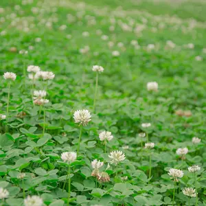 Perennial White Dutch Clover Seed - 1/4 lbs. Nitrocoated, Inoculated Clover Seeds for Lawn Alternative, Erosion Control, Food Plots, Ground Cover, & Pasture Mixtures in USDA Zones 3-10