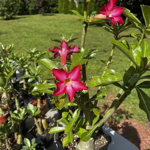 Pre Bonsai Desert  Rose