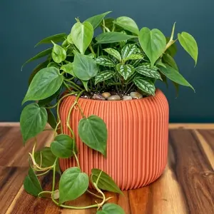 Sora Planter – Full Rib