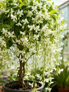 Trailing Jasmine Seeds – High Germination, Fragrant Blooms, Easy to Grow, Long-Lasting Aroma, Perfect for Home Gardens, Balconies & Indoor Pots
