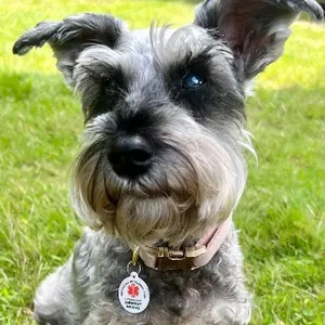 GeniusTag: Smart Pet ID Tag with Build-in Lost & Found Tracking Technology