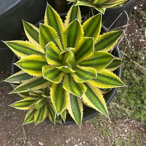 Agave Lophantha Bare Roots