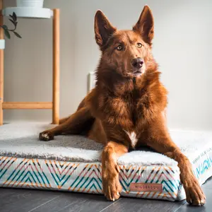 Memory Foam Dog Bed