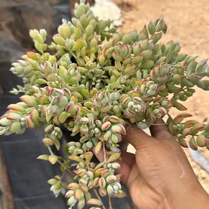 Cotyledon Pendens Cliff Hanger Succulent plant