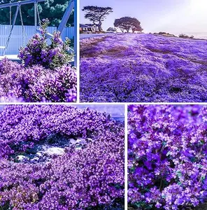 20000 Creeping Thyme Seeds for Planting-Perennial Ground Cover Plants Flowers Purple  Seeds