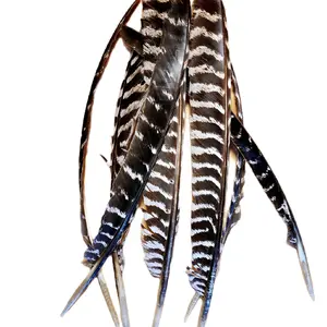 WILD TURKEY WING AND TAIL FEATHERS 12-14 INCHES pack of 10 Decor